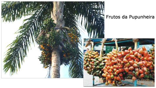 frutos