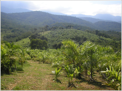 plantacao