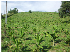 plantacao home